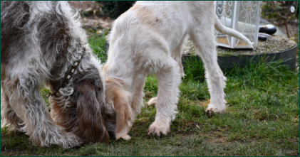 Choco und ihre Enkeltochter Diva