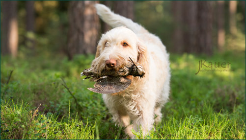 Spinone Italiano - del Pino Silvestre Dunya