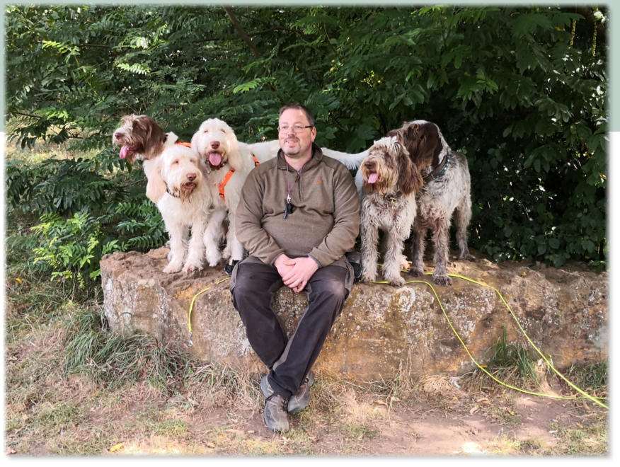 Spinone Italiano - del Pino Silvestre