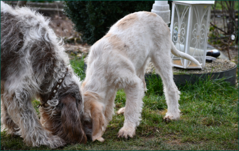 Choco und ihre Enkeltochter Diva