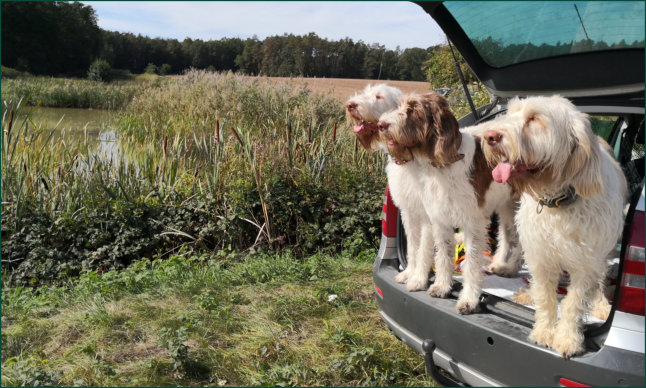 Spinone Italiano - del Pino Silvestre