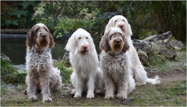 Vio, Chiara, Choco und Dunya